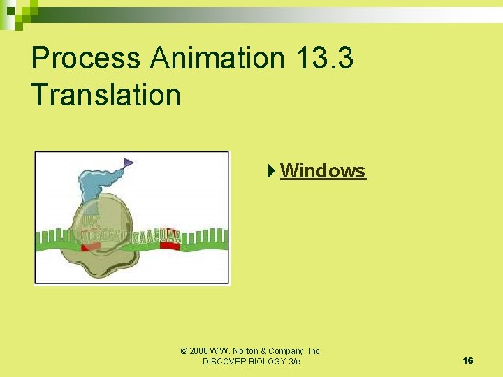 Process Animation 13. 3 Translation Windows © 2006 W. W. Norton & Company, Inc.