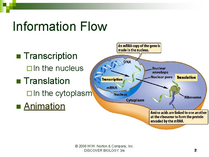 Information Flow n Transcription ¨ In n Translation ¨ In n the nucleus the