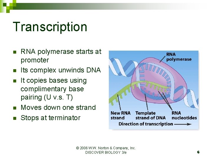 Transcription n n RNA polymerase starts at promoter Its complex unwinds DNA It copies