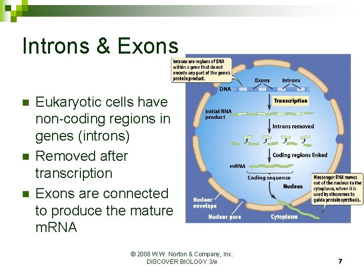 Introns & Exons n n n Eukaryotic cells have non-coding regions in genes (introns)