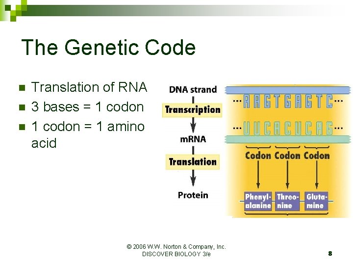 The Genetic Code n n n Translation of RNA 3 bases = 1 codon