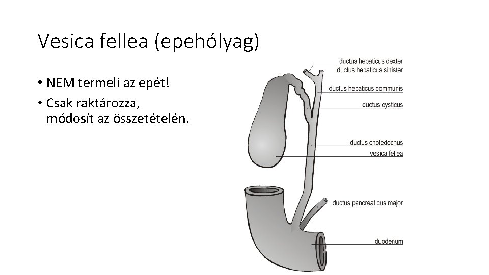 Vesica fellea (epehólyag) • NEM termeli az epét! • Csak raktározza, módosít az összetételén.