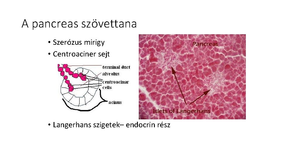 A pancreas szövettana • Szerózus mirigy • Centroaciner sejt • Langerhans szigetek– endocrin rész