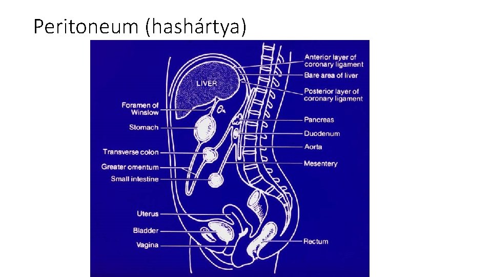 Peritoneum (hashártya) 