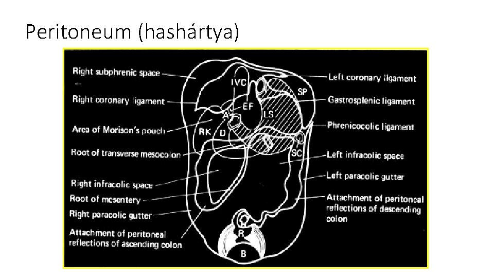 Peritoneum (hashártya) 