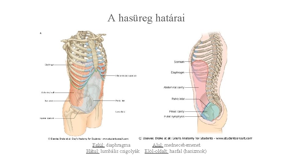 A hasüreg határai Felül: diaphragma Hátul: lumbális csigolyák Alul: mednecebemenet Elöl-oldalt: hasfal (hasizmok) 