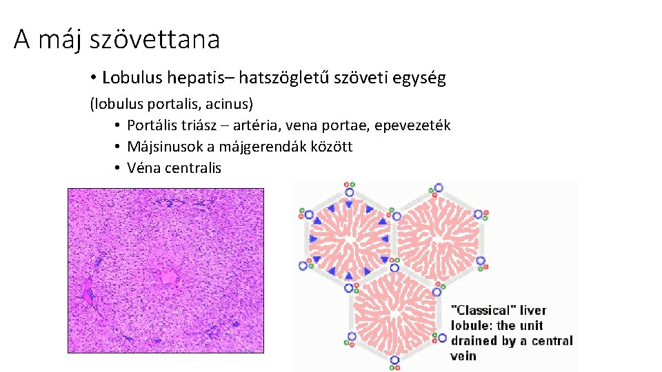 A máj szövettana • Lobulus hepatis– hatszögletű szöveti egység (lobulus portalis, acinus) • Portális