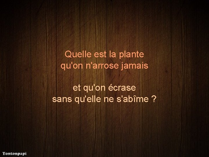 Quelle est la plante qu'on n'arrose jamais et qu'on écrase sans qu'elle ne s'abîme