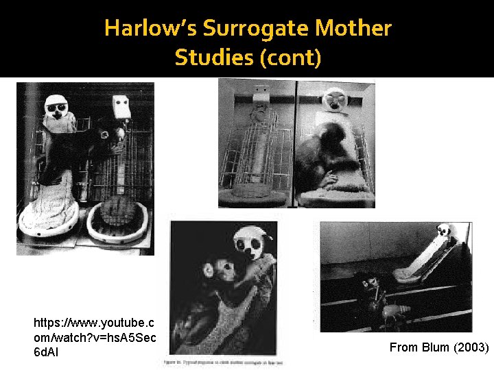 Harlow’s Surrogate Mother Studies (cont) https: //www. youtube. c om/watch? v=hs. A 5 Sec