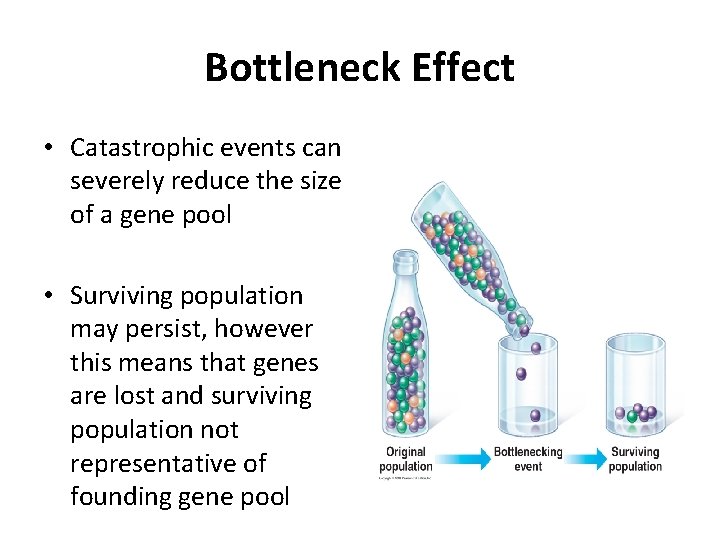 Bottleneck Effect • Catastrophic events can severely reduce the size of a gene pool