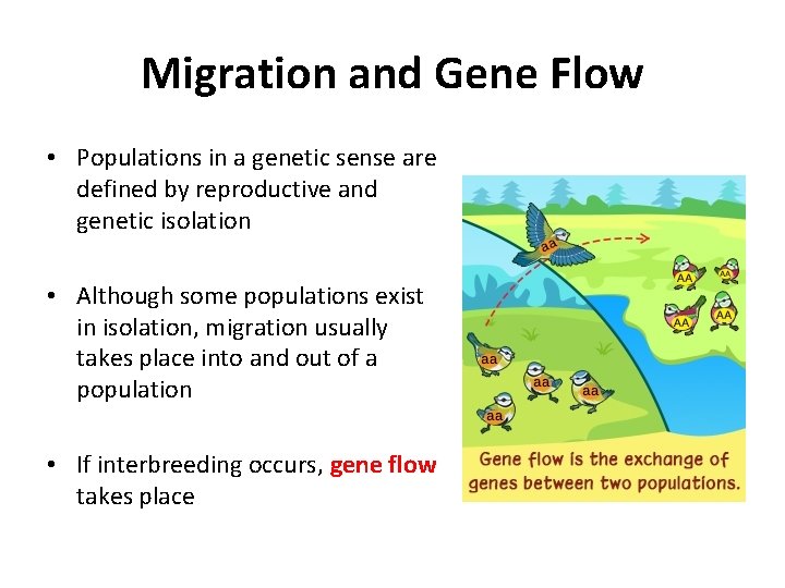 Migration and Gene Flow • Populations in a genetic sense are defined by reproductive