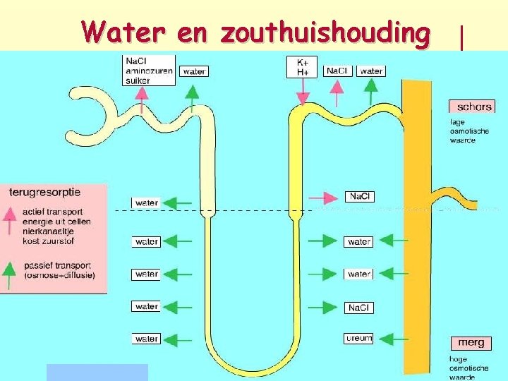 Water en zouthuishouding Hart nieren en de elektrolyten