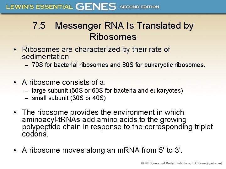 7. 5 Messenger RNA Is Translated by Ribosomes • Ribosomes are characterized by their