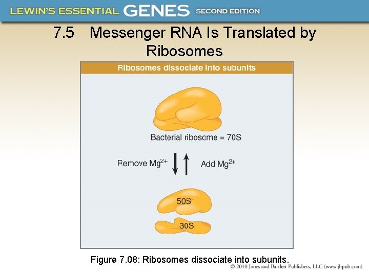 7. 5 Messenger RNA Is Translated by Ribosomes Figure 7. 08: Ribosomes dissociate into