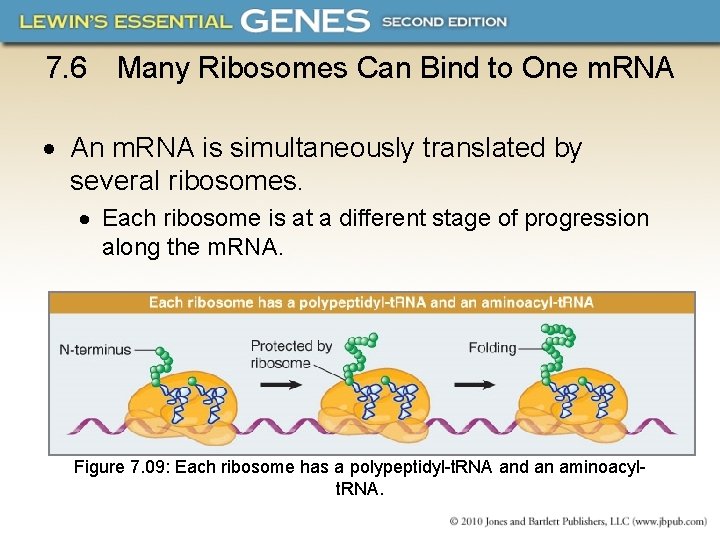 7. 6 Many Ribosomes Can Bind to One m. RNA An m. RNA is