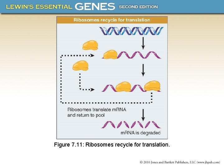 Figure 7. 11: Ribosomes recycle for translation. 