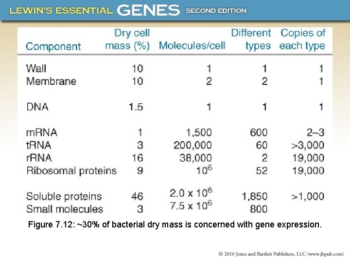 Figure 7. 12: ~30% of bacterial dry mass is concerned with gene expression. 