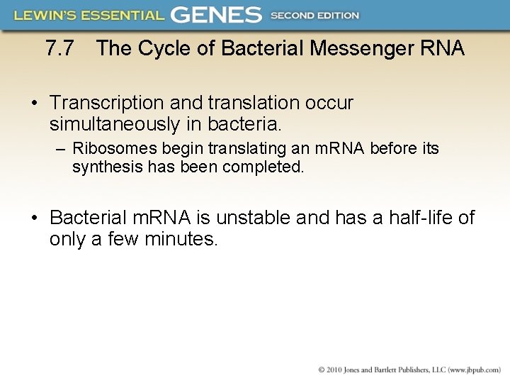 7. 7 The Cycle of Bacterial Messenger RNA • Transcription and translation occur simultaneously