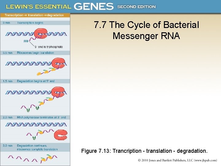 7. 7 The Cycle of Bacterial Messenger RNA Figure 7. 13: Trancription - translation