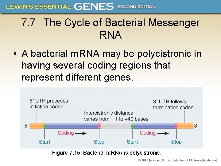 7. 7 The Cycle of Bacterial Messenger RNA • A bacterial m. RNA may
