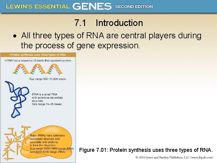 7. 1 Introduction All three types of RNA are central players during the process