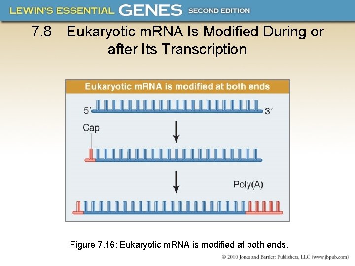 7. 8 Eukaryotic m. RNA Is Modified During or after Its Transcription Figure 7.