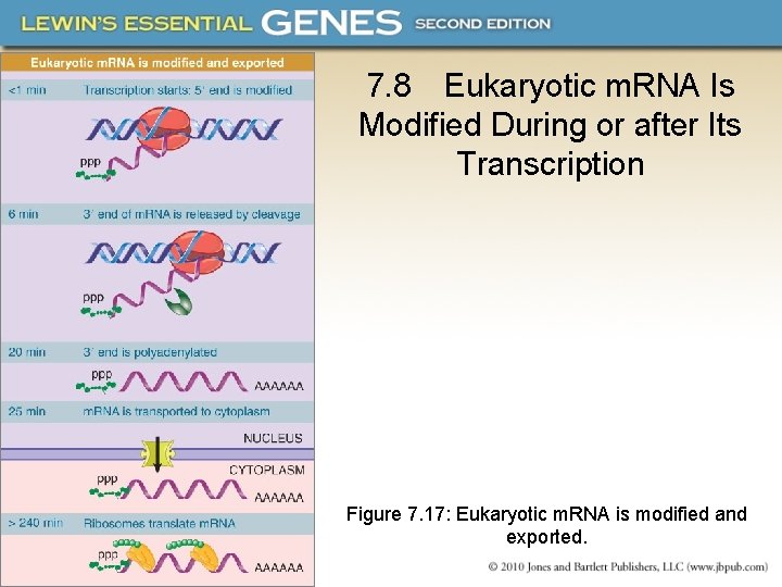 7. 8 Eukaryotic m. RNA Is Modified During or after Its Transcription Figure 7.