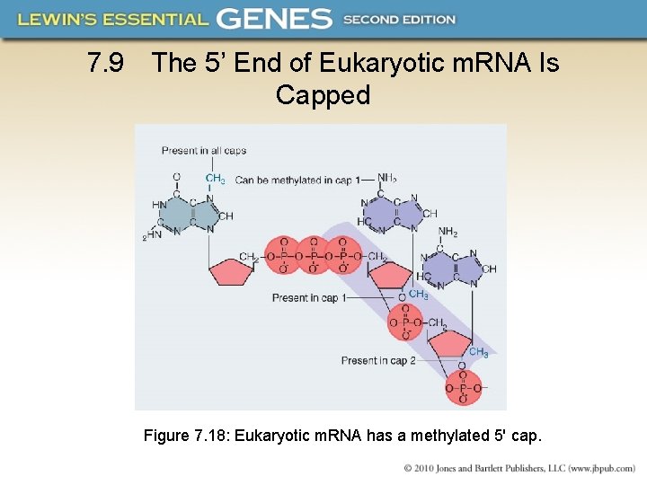 7. 9 The 5’ End of Eukaryotic m. RNA Is Capped Figure 7. 18: