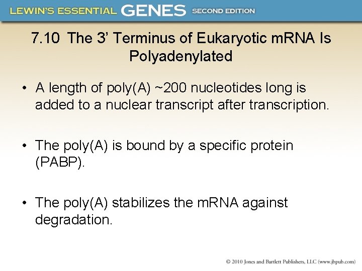 7. 10 The 3’ Terminus of Eukaryotic m. RNA Is Polyadenylated • A length