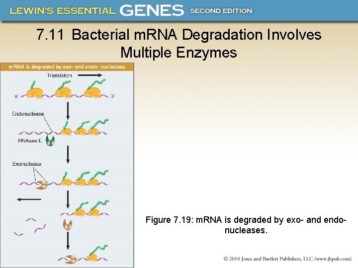 7. 11 Bacterial m. RNA Degradation Involves Multiple Enzymes Figure 7. 19: m. RNA