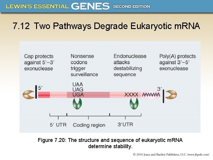 7. 12 Two Pathways Degrade Eukaryotic m. RNA Figure 7. 20: The structure and