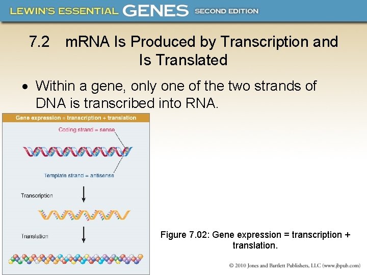 7. 2 m. RNA Is Produced by Transcription and Is Translated Within a gene,