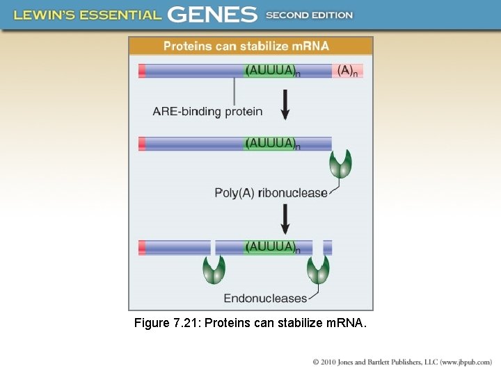 Figure 7. 21: Proteins can stabilize m. RNA. 