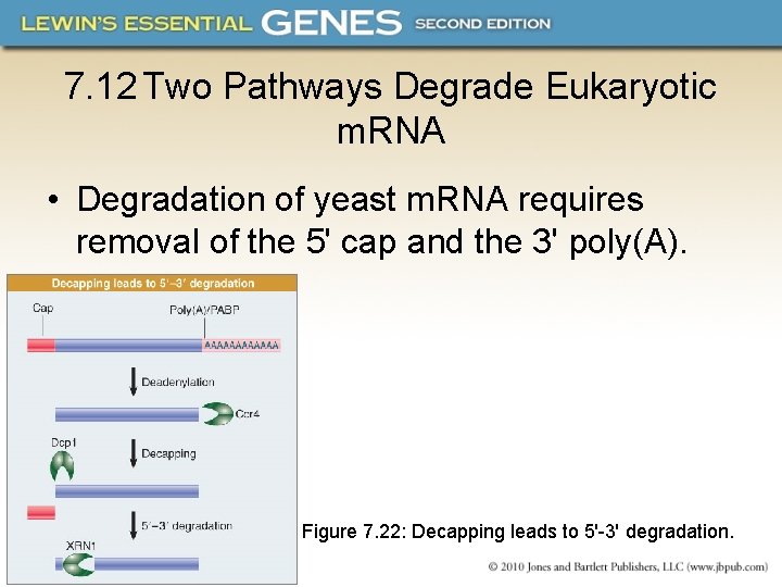 7. 12 Two Pathways Degrade Eukaryotic m. RNA • Degradation of yeast m. RNA
