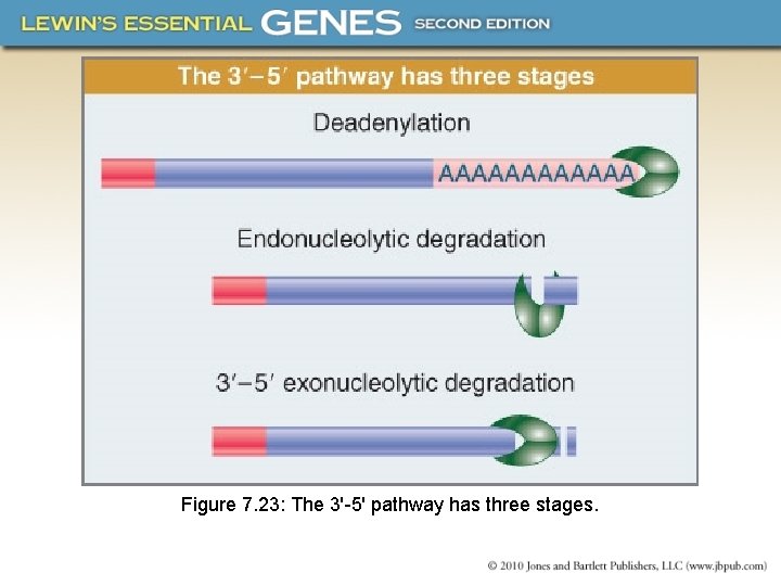 Figure 7. 23: The 3'-5' pathway has three stages. 