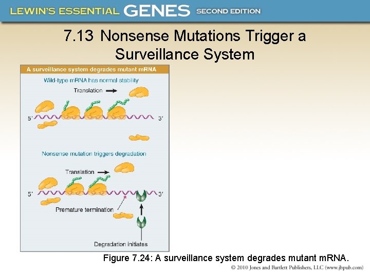 7. 13 Nonsense Mutations Trigger a Surveillance System Figure 7. 24: A surveillance system