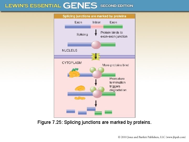 Figure 7. 25: Splicing junctions are marked by proteins. 