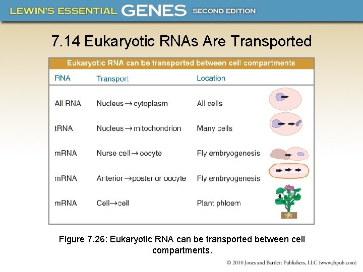 7. 14 Eukaryotic RNAs Are Transported Figure 7. 26: Eukaryotic RNA can be transported