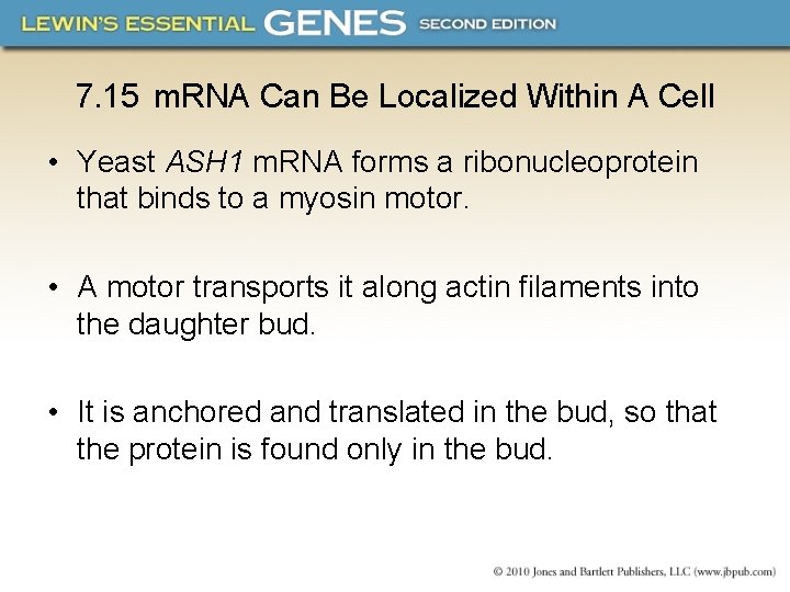 7. 15 m. RNA Can Be Localized Within A Cell • Yeast ASH 1