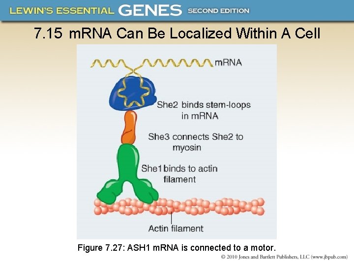 7. 15 m. RNA Can Be Localized Within A Cell Figure 7. 27: ASH