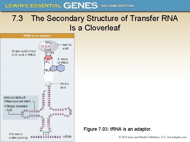 7. 3 The Secondary Structure of Transfer RNA Is a Cloverleaf Figure 7. 03: