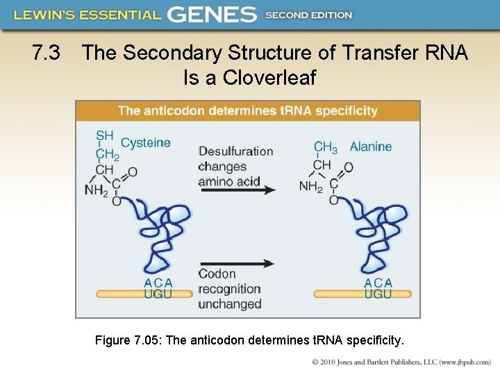 7. 3 The Secondary Structure of Transfer RNA Is a Cloverleaf Figure 7. 05: