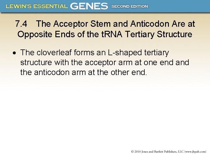 7. 4 The Acceptor Stem and Anticodon Are at Opposite Ends of the t.