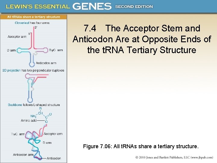 7. 4 The Acceptor Stem and Anticodon Are at Opposite Ends of the t.