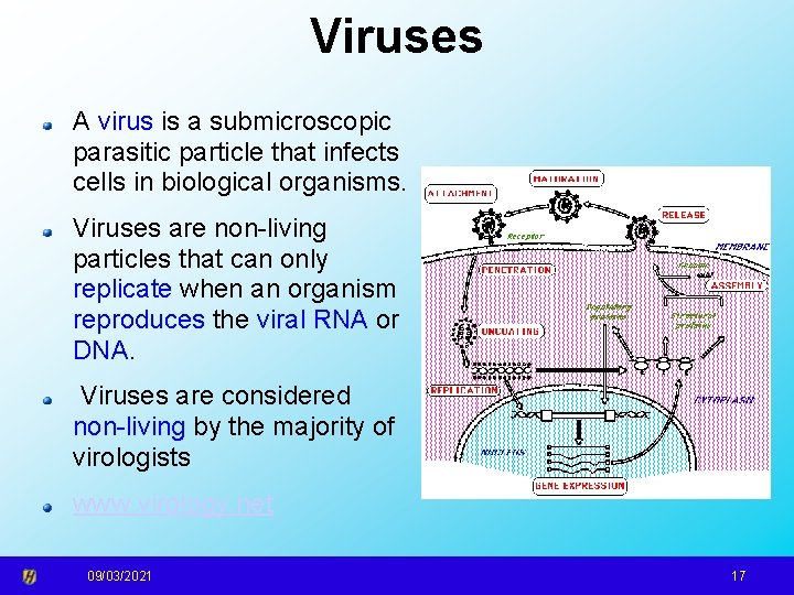 Viruses A virus is a submicroscopic parasitic particle that infects cells in biological organisms.