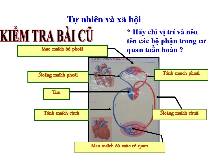 Tự nhiên và xã hội Mao maïch ôû phoåi * Hãy chỉ vị trí Tự nhiên và xã hội Mao maïch ôû phoåi * Hãy chỉ vị trí