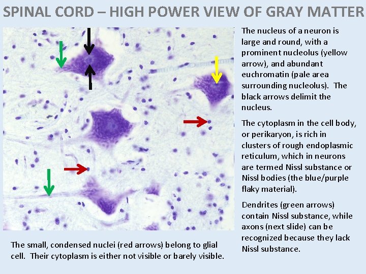 SPINAL CORD – HIGH POWER VIEW OF GRAY MATTER The nucleus of a neuron SPINAL CORD – HIGH POWER VIEW OF GRAY MATTER The nucleus of a neuron