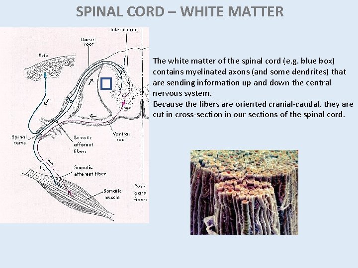 SPINAL CORD – WHITE MATTER The white matter of the spinal cord (e. g. SPINAL CORD – WHITE MATTER The white matter of the spinal cord (e. g.