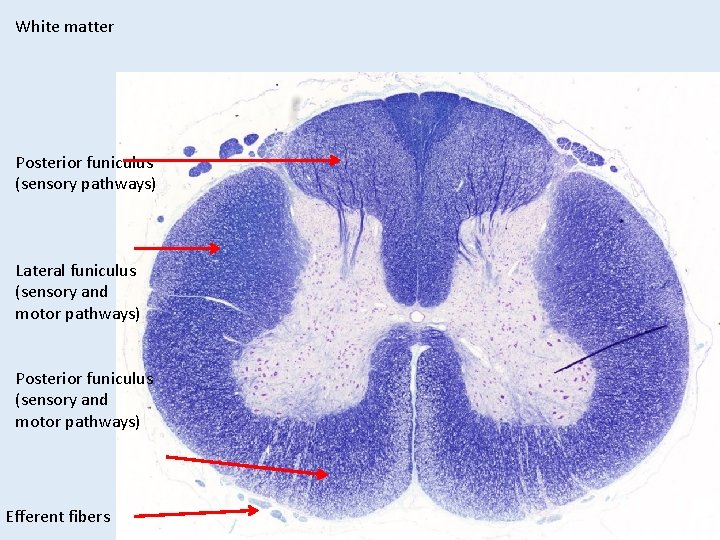 White matter Posterior funiculus (sensory pathways) Lateral funiculus (sensory and motor pathways) Posterior funiculus White matter Posterior funiculus (sensory pathways) Lateral funiculus (sensory and motor pathways) Posterior funiculus