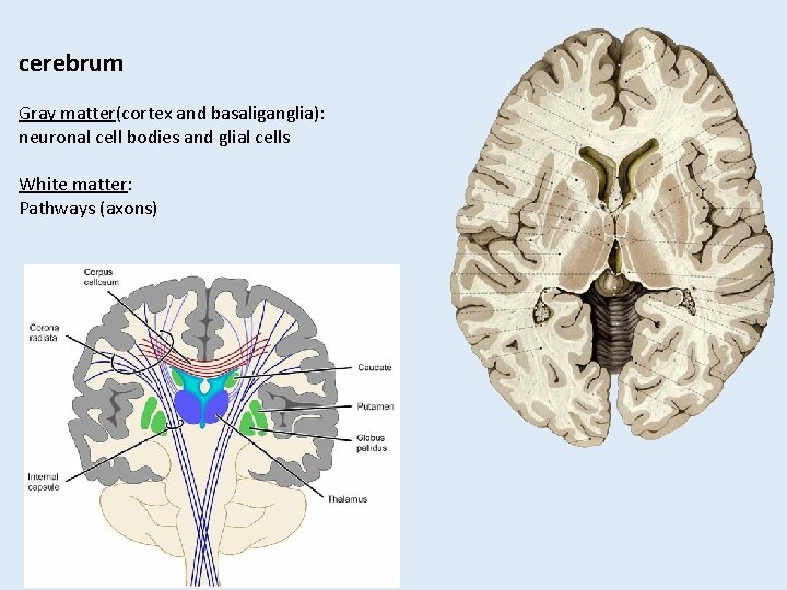 cerebrum Gray matter(cortex and basaliganglia): neuronal cell bodies and glial cells White matter: Pathways cerebrum Gray matter(cortex and basaliganglia): neuronal cell bodies and glial cells White matter: Pathways